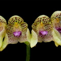 Bulbophyllum guttulatum