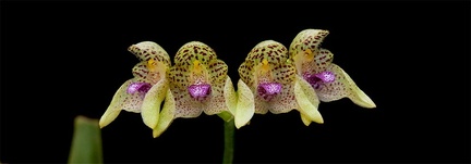 Bulbophyllum guttulatum