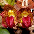 Bulbophyllum leopardinum