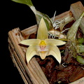 Bulbophyllum lobbii