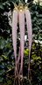 Bulbophyllum longissimum