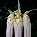 Bulbophyllum longissimum