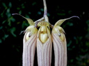 Bulbophyllum longissimum