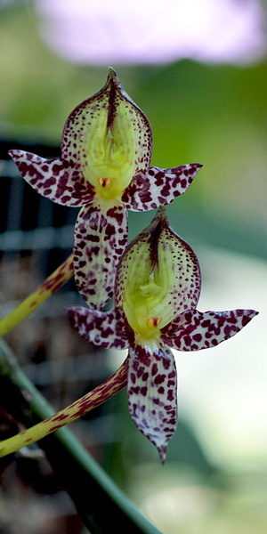 Bulbophyllum macranthum Lindl. Bulbophyllum_macranthum1.jpg