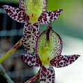 Bulbophyllum macranthum