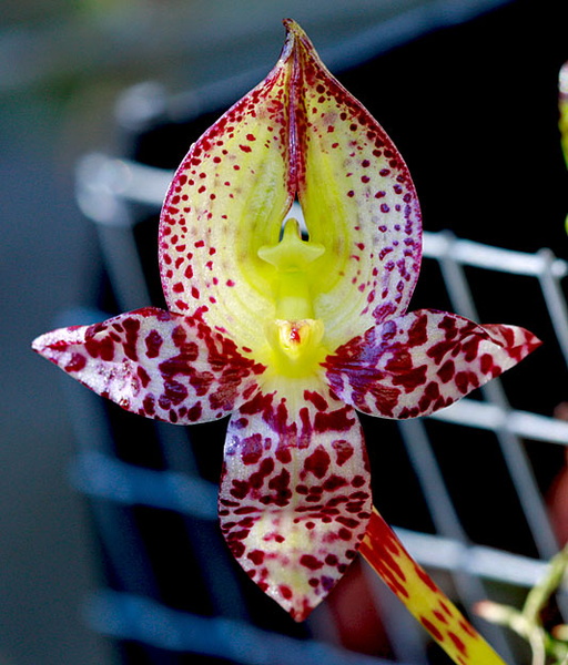 Bulbophyllum macranthum Lindl. Bulbophyllum_macranthum2.jpg