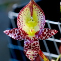 Bulbophyllum macranthum