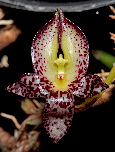 Bulbophyllum macranthum