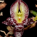 Bulbophyllum macranthum