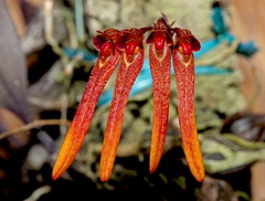 Bulbophyllum thaiorum