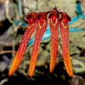 Bulbophyllum thaiorum