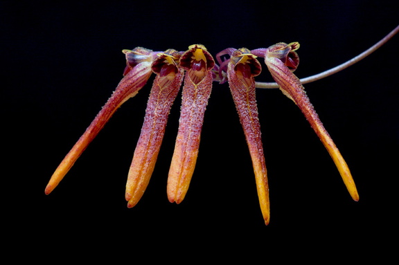 Bulbophyllum thaiorum