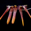 Bulbophyllum thaiorum