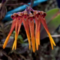 Bulbophyllum thaiorum