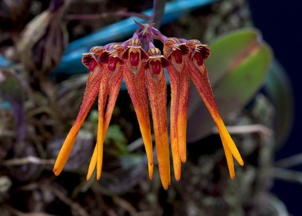 Bulbophyllum thaiorum