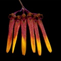 Bulbophyllum thaiorum