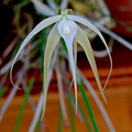 Brassavola cucullata