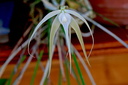 Brassavola cucullata