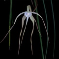 Brassavola cucullata