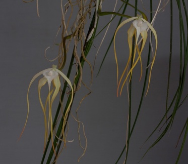 Brassavola cucullata