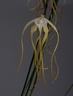 Brassavola cucullata