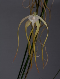 Brassavola cucullata