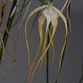 Brassavola cucullata