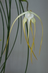 Brassavola cucullata