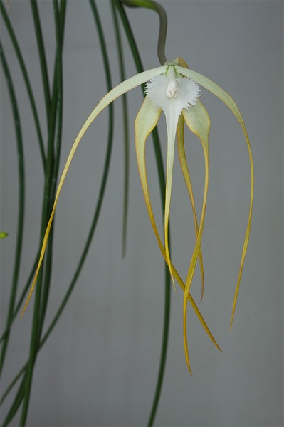 Brassavola_cucullata15.jpg