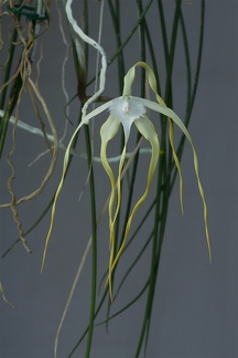 Brassavola cucullata