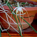 Brassavola cucullata