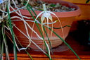 Brassavola cucullata