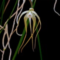 Brassavola_cucullata3.jpg