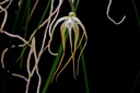 Brassavola cucullata