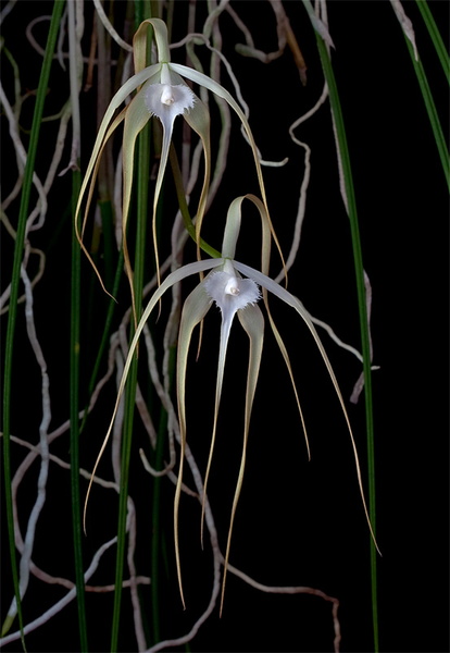 Brassavola_cucullata4.jpg