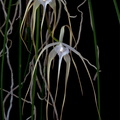 Brassavola cucullata