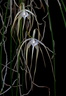 Brassavola cucullata