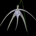 Brassavola cucullata