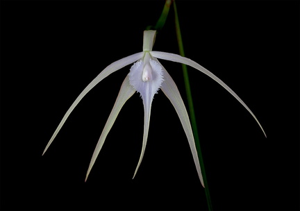 Brassavola cucullata