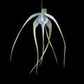 Brassavola_cucullata6.jpg