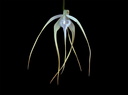 Brassavola cucullata