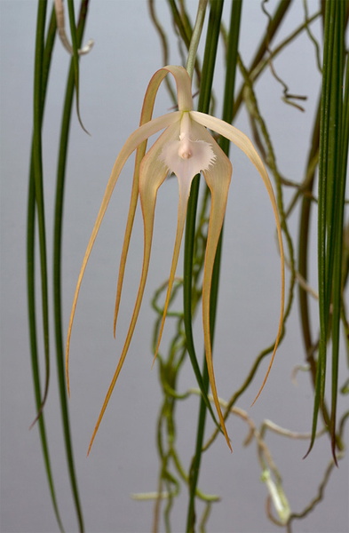 Brassavola cucullata