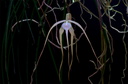 Brassavola cucullata