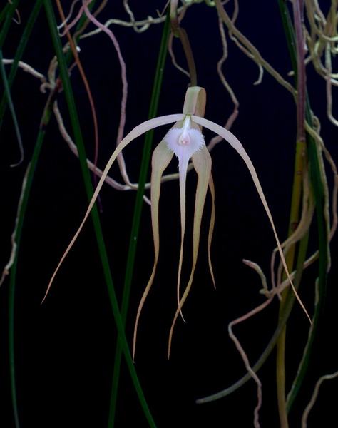 Brassavola cucullata