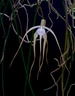 Brassavola cucullata