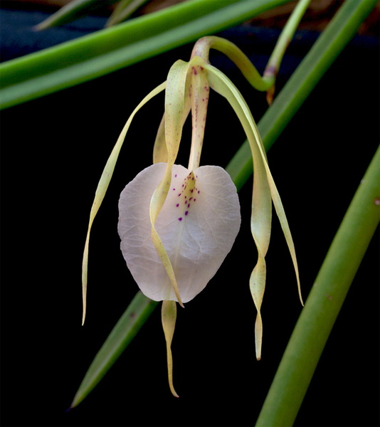 Brassavola_nodosa1.jpg