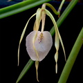 Brassavola nodosa