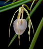 Brassavola nodosa