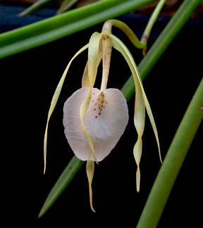 Brassavola nodosa