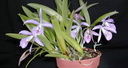 Brassocattleya Makai 'Mayumi'